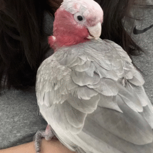 3 Monate alter Galah-Kakadu