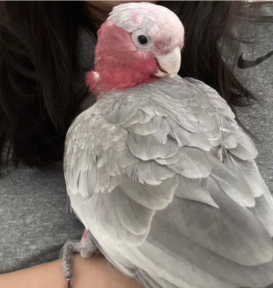 3 Monate alter Galah-Kakadu