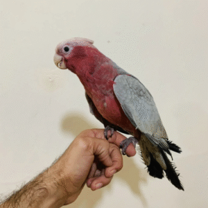 6 Monate alter männlicher Galah-Kakadu