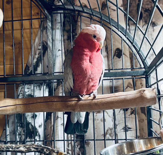 03 Monate altes Galah-Kakadu-Paar (männlich & männlich) – Bild 2