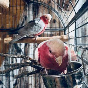 6 Monate altes Rosenbrust-Papagei-Paar (weiblich & weiblich)