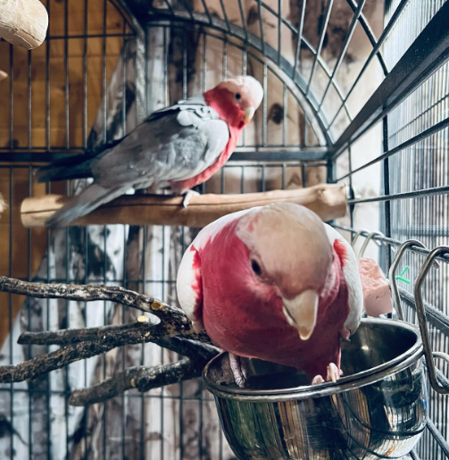 6 Monate altes Rosenbrust-Papagei-Paar (weiblich & weiblich)