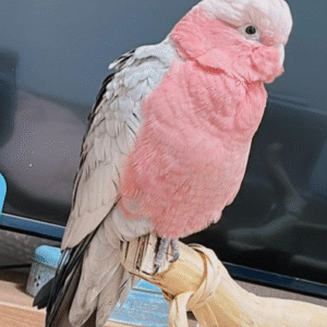 6 Monate alter weiblicher Galah-Kakadu