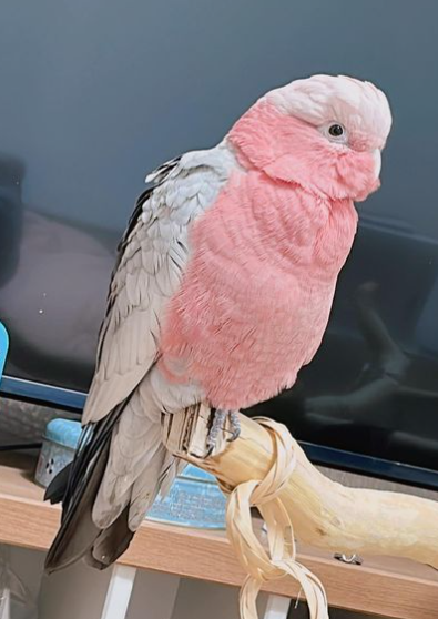 6 Monate altes Rosenbrust-Papagei-Paar (weiblich & weiblich) – Bild 3