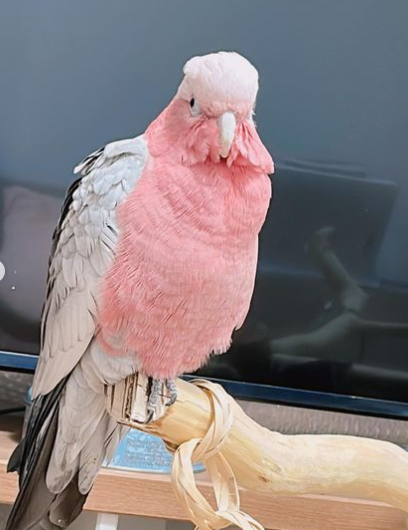 6 Monate altes Rosenbrust-Papagei-Paar (weiblich & weiblich) – Bild 2