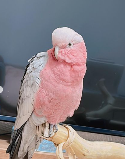 6 Monate altes Rosenbrust-Papagei-Paar (weiblich & weiblich) – Bild 4