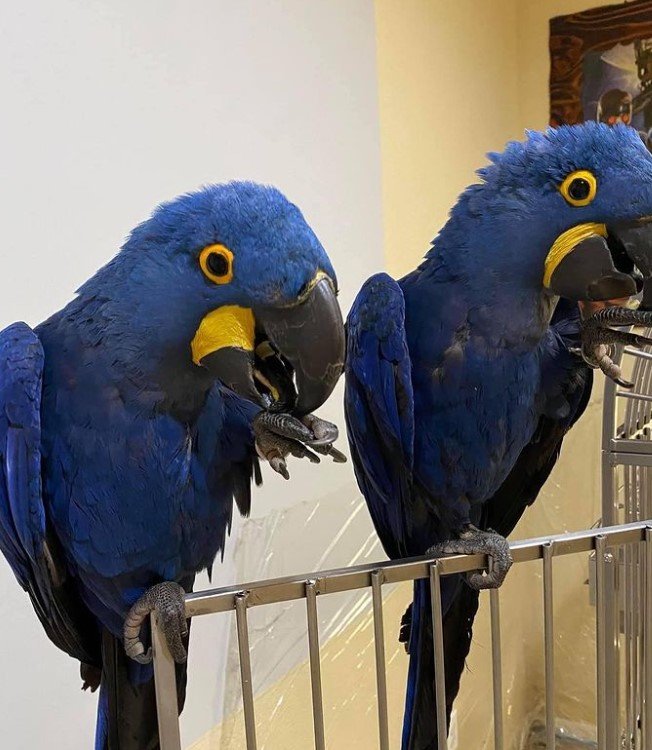 12 Monate altes Hyazinth-Ara-Paar (Männlich + Männlich)